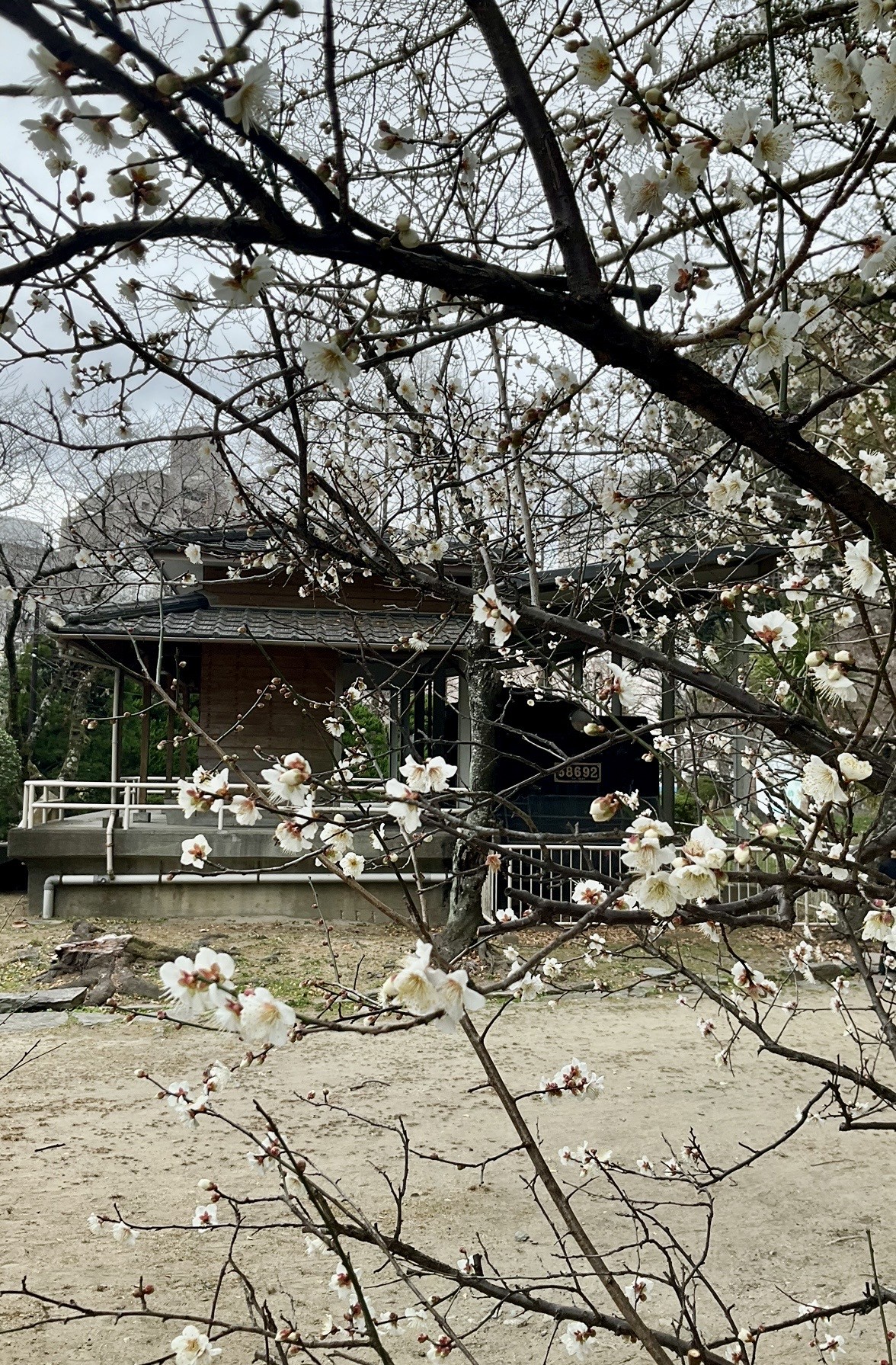 徳島中央公園　機関車の近く